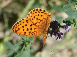 Attēlu rezultāti vaicājumam “Brenthis daphne underside”