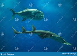 Image result for Rhynchobatus djiddensis