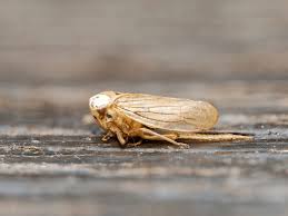 Attēlu rezultāti vaicājumam “Cicadellidae”