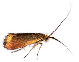 Attēlu rezultāti vaicājumam “Adelidae”