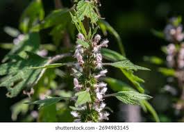 Attēlu rezultāti vaicājumam “Leonurus quinquelobatus flower”