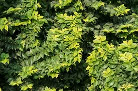 Attēlu rezultāti vaicājumam “Ulmus x hollandica leaf”