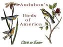 Birds of America