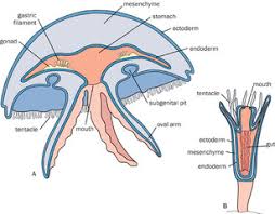 Attēlu rezultāti vaicājumam “Scyphozoa”
