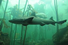 Image result for Triakis megalopterus