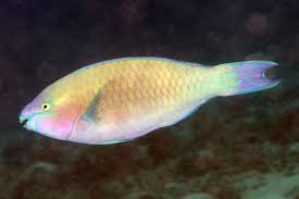 Image result for Scarus psittacus