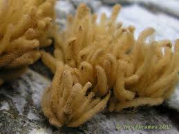 Attēlu rezultāti vaicājumam “Heterotrichia obvelata (syn. Arcyria obvelata)”