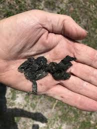 Attēlu rezultāti vaicājumam “Nostoc commune”