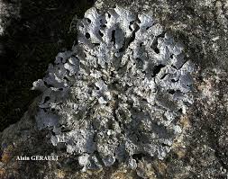 Attēlu rezultāti vaicājumam “Parmelia sulcata”