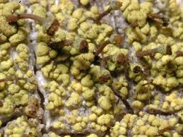 Attēlu rezultāti vaicājumam “Chaenotheca chrysocephala”