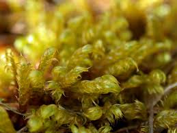 Attēlu rezultāti vaicājumam “Leiocolea rutheana sporophyte”