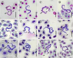 Image result for Chelon richardsonii