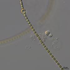 Attēlu rezultāti vaicājumam “Nostoc commune macro”