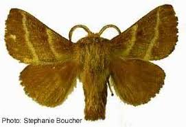 Attēlu rezultāti vaicājumam “Lasiocampidae”