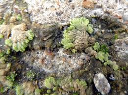 Attēlu rezultāti vaicājumam “Riccia cavernosa”