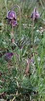 Attēlu rezultāti vaicājumam “Pulsatilla pratensis flower”