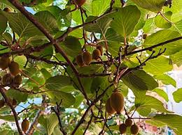 Attēlu rezultāti vaicājumam “Actinidia kolomikta fruit”