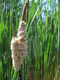 Attēlu rezultāti vaicājumam “Typha angustifolia”