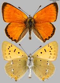 Attēlu rezultāti vaicājumam “Lycaena virgaureae”