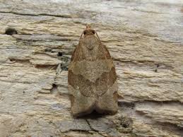 Attēlu rezultāti vaicājumam “Pandemis”