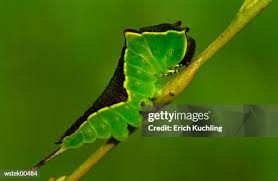 Attēlu rezultāti vaicājumam “Cerura vinula”