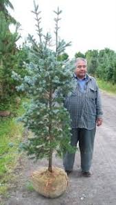 Attēlu rezultāti vaicājumam “Pseudotsuga menziesii var. glauca”