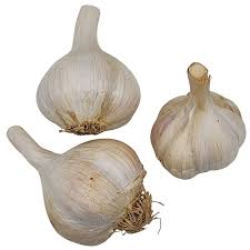 Attēlu rezultāti vaicājumam “Allium sativum”