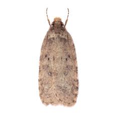 Attēlu rezultāti vaicājumam “Agonopterix heracliana”