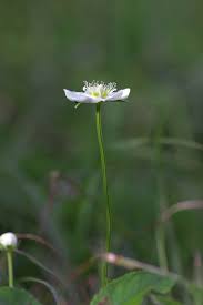 Attēlu rezultāti vaicājumam “Parnassia palustris bud”