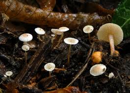 Attēlu rezultāti vaicājumam “Collybia tuberosa”