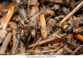 Attēlu rezultāti vaicājumam “Formica rufa”