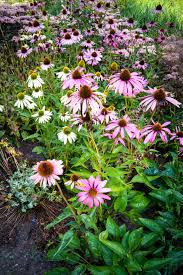 Image result for Sonnenhut