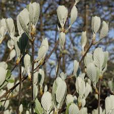 Attēlu rezultāti vaicājumam “Sorbus aria”