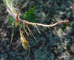 Image result for Hieracium aurantiacum