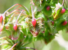 Attēlu rezultāti vaicājumam “Rumex obtusifolius flower”