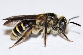 Attēlu rezultāti vaicājumam “Andrena”