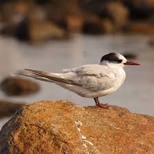 Attēlu rezultāti vaicājumam “Sterna”