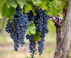 Image result for Petrus rupestris