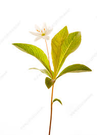 Attēlu rezultāti vaicājumam “Trientalis europaea”