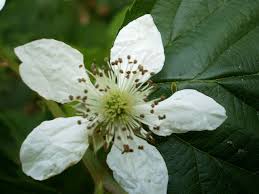 Attēlu rezultāti vaicājumam “Rubus caesius flower”