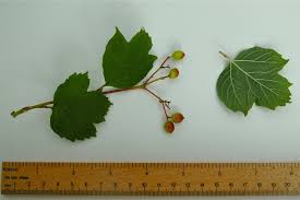 Attēlu rezultāti vaicājumam “Viburnum opulus bud”