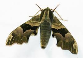 Attēlu rezultāti vaicājumam “Mimas tiliae”