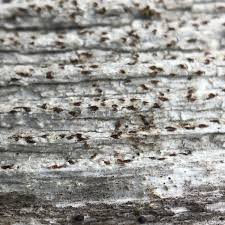 Attēlu rezultāti vaicājumam “Xylographa paralella”