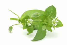 Attēlu rezultāti vaicājumam “Stellaria media”