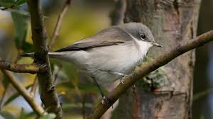 Attēlu rezultāti vaicājumam “Sylvia curruca adult”