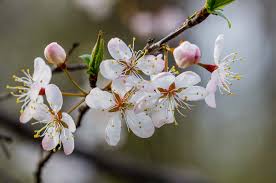 Attēlu rezultāti vaicājumam “Prunus (plum-tree)”