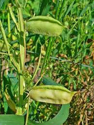 Attēlu rezultāti vaicājumam “Lathyrus sylvestris fruit”