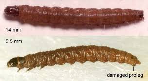 Attēlu rezultāti vaicājumam “Orthotaenia undulana”