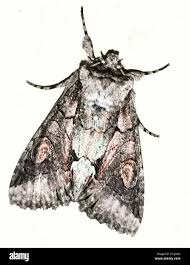 Attēlu rezultāti vaicājumam “Allophyes oxyacanthae”