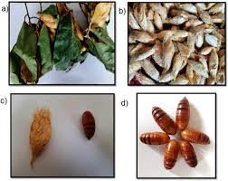 Attēlu rezultāti vaicājumam “Comatricha pulchella stalked”